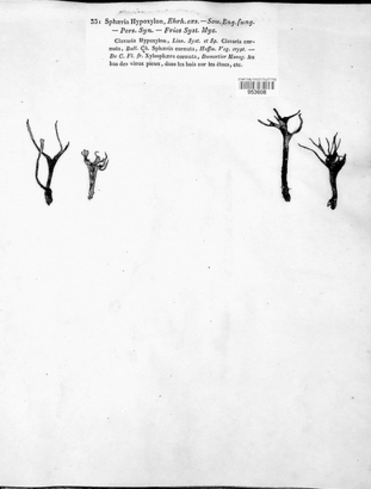 Xylaria hypoxylon image